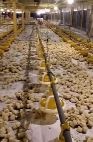 Foto DOC di Peternakan